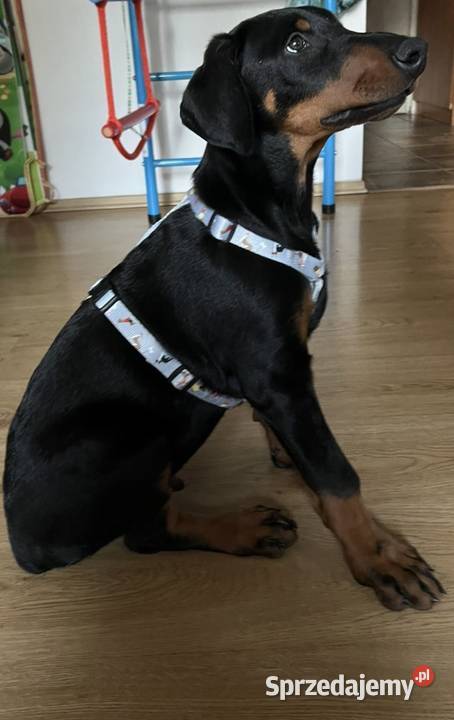 Doberman szczeni Warszawa