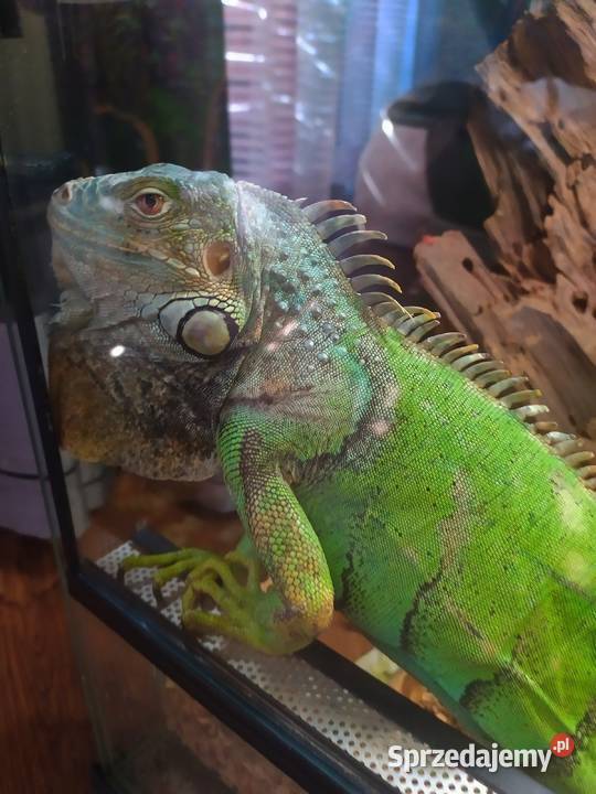 Legwan zielony Jastrzębia