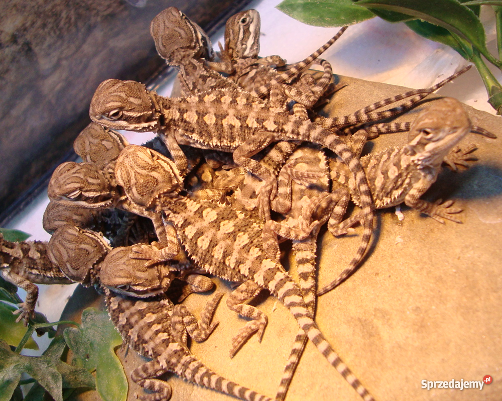 Agama agamy karłowate pogona henrylawsoni Warsza Pozostałe Warszawa