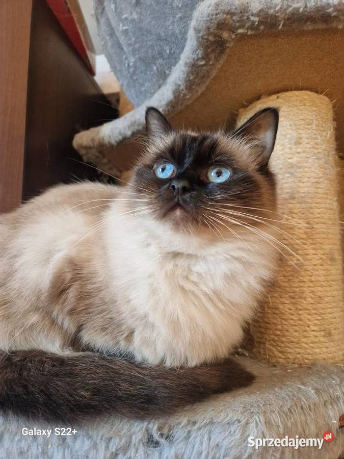 Kotek brytyjski niebieski i ragdoll Leśna
