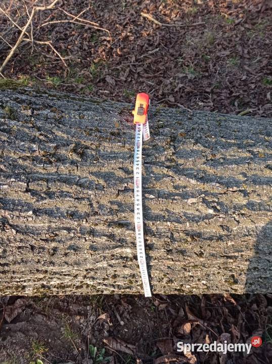 Drzewo pień orzech włoski Radecznica