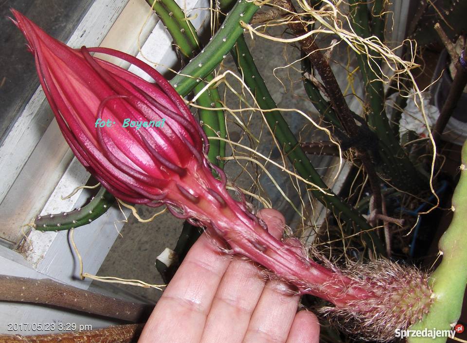 Epiphyllum RARYTAS RARYTASNowość KAKTUS małopolskie Skawina