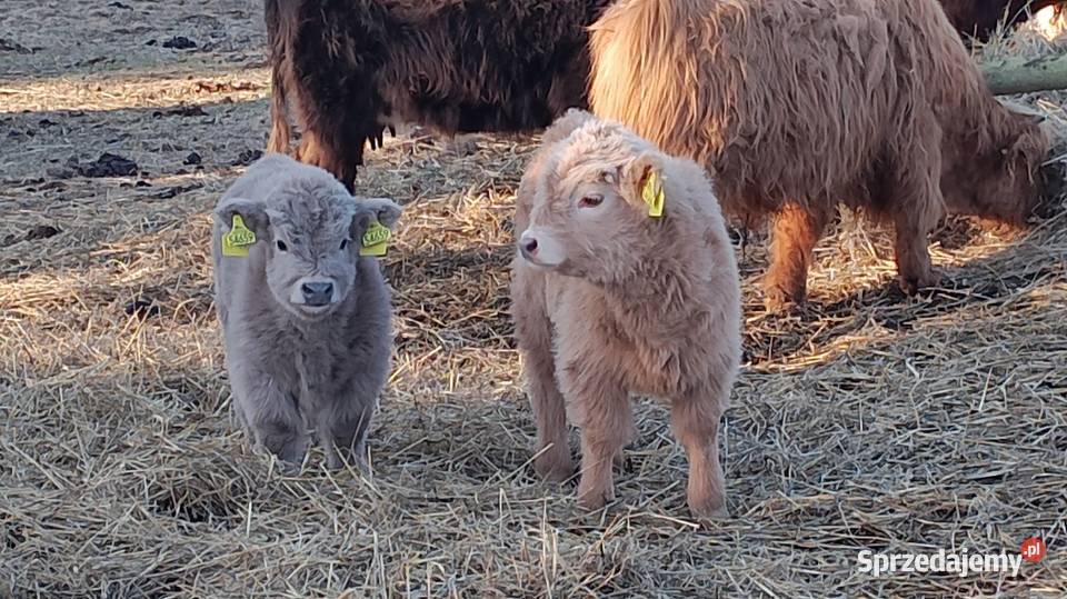 Krowy Highland stado 11 bydło mięsne szkockie Płachty sprzedam