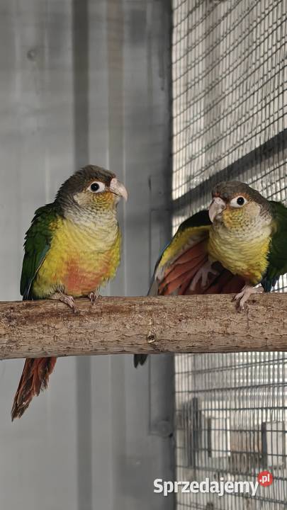 Rudosterka Rudosterki młode Głubczyce