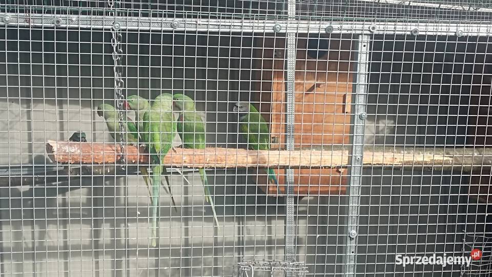 Aleksandretta Wieki i Chińska Zator