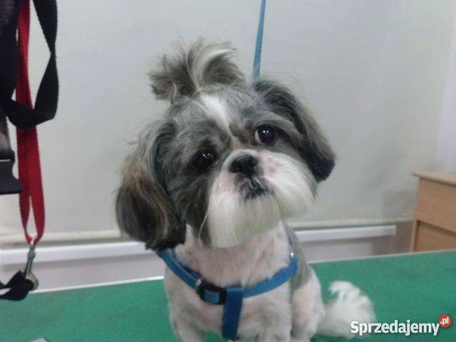 Szczeniaki Shihtzu Shih tzu Szitsu Psy Ostrołęka