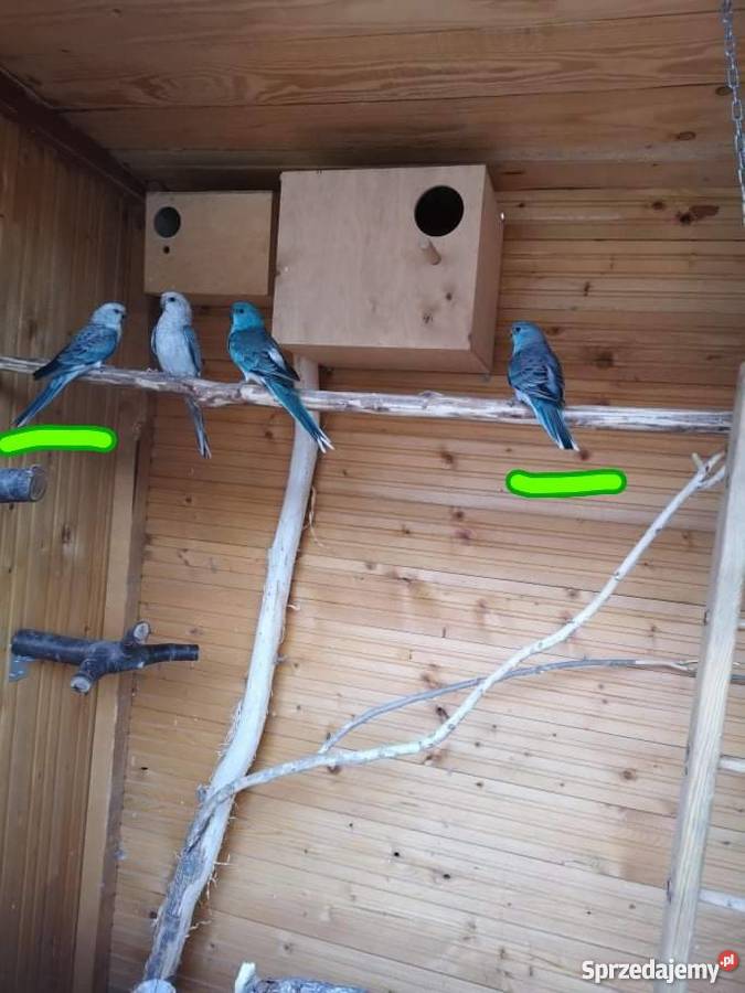 Świergotki turkusowe niebieskie młode samiec Nysa sprzedam