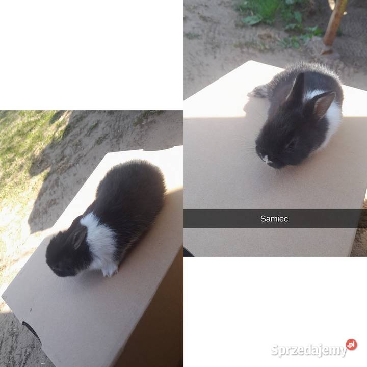 Młode króliki miniaturki Płońsk