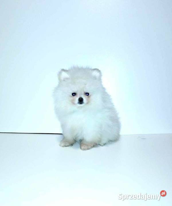 Pomeranian szpic miniaturowy FCI