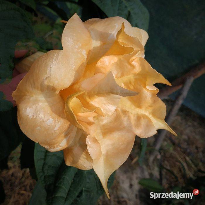 Brugmansja brugmansia Datura datury Rośliny lubelskie Fajsławice