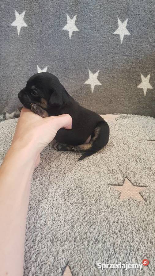 Szczeniaki pinczer mazowieckie sprzedam