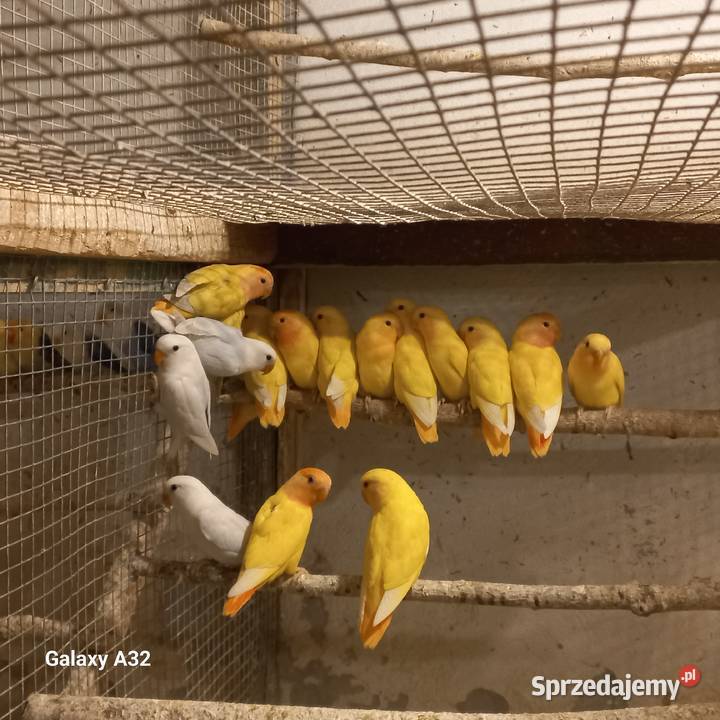 Nierozłączki czerwonoczelne 2025r Garwolin