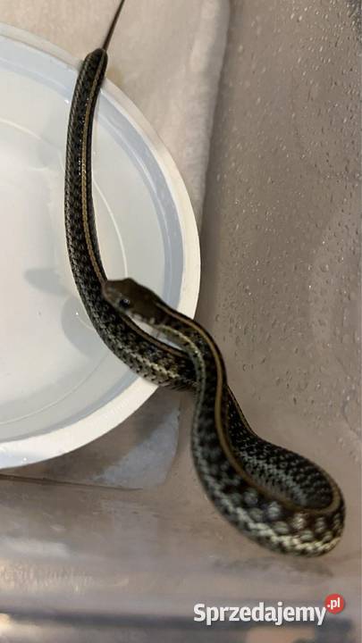 Pończosznik Tmarcianus x Tsirtialis simillis kujawsko-pomorskie Grudziądz