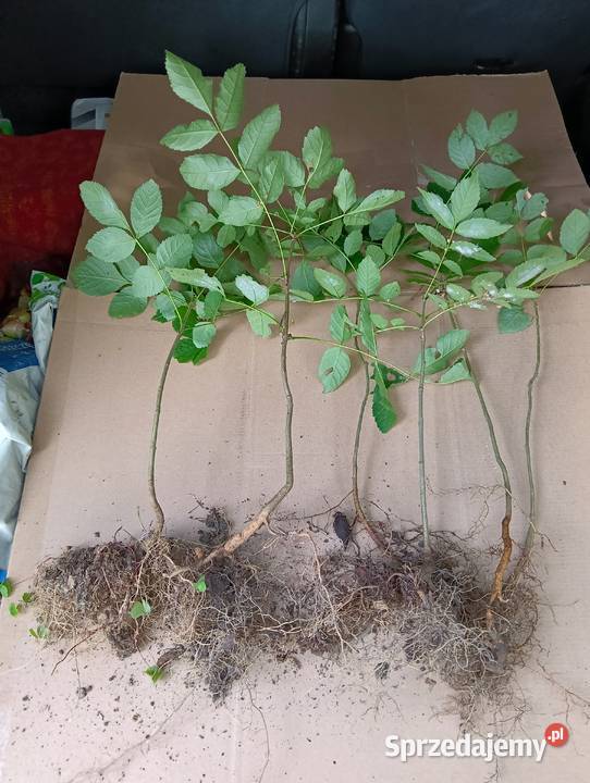 Sadzonki Jesiona Jaworzno