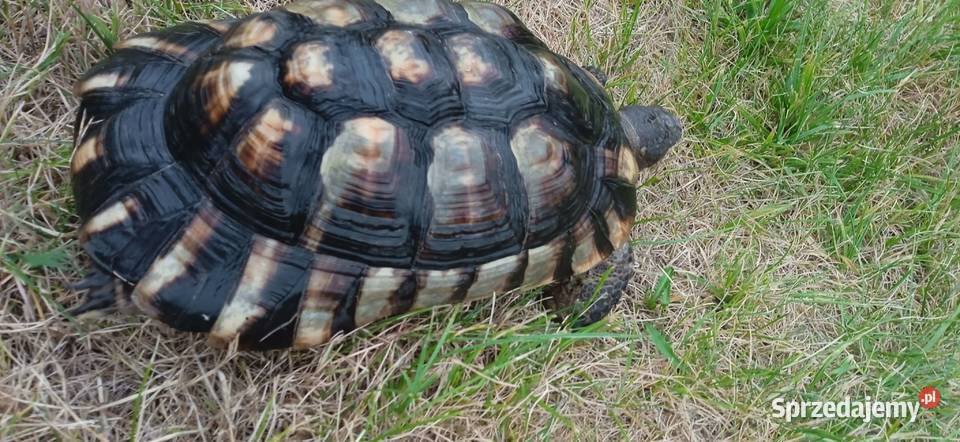 Żółw obrzeżony Testudo marginata żółw obrzeżony Kielce