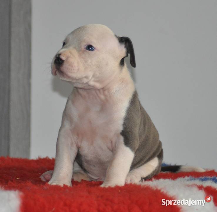 Amstaff zkwp fci BLUE piesek śląskie Koziegłowy