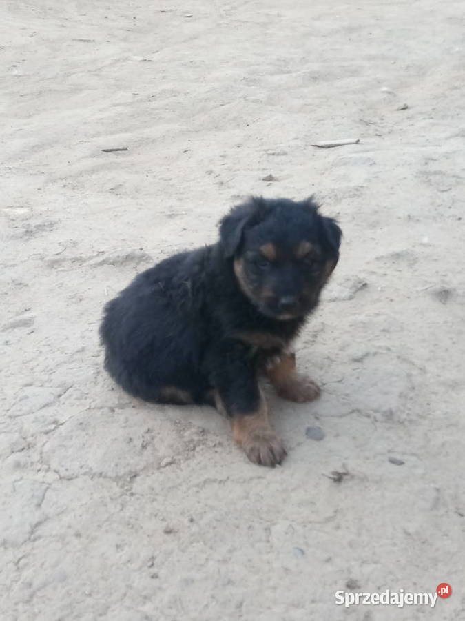 Sprzedam malutkie owczarki niemieckie Brzozów