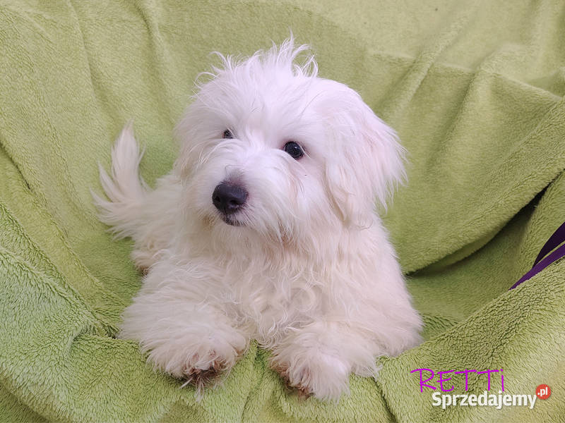 SAMIEC biały piesek Coton De Tulear szczenię Kraków