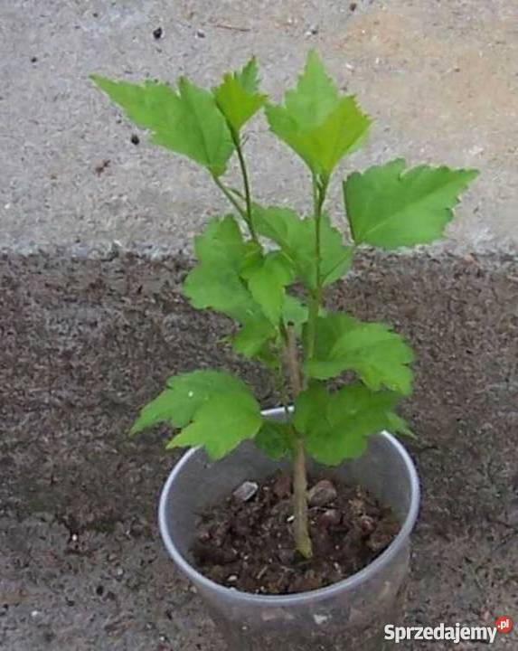 Hibiskus róża syryjska Rośliny Bydgoszcz