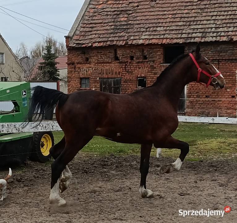 Malowany ogier z matki KWPN