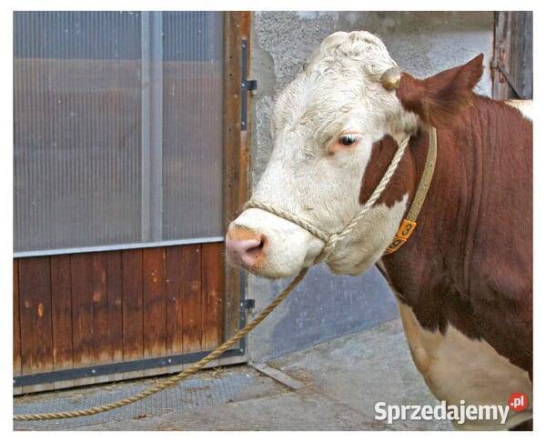 Lina do prowadzenia bydła 5 m 1628301650 Kamionna