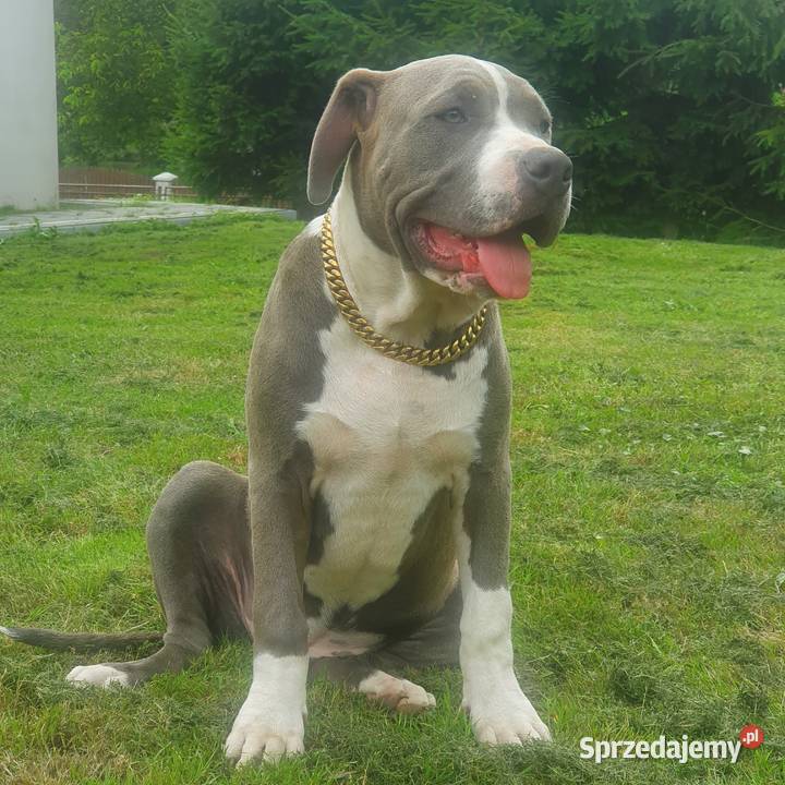 American bully xl świętokrzyskie Kazimierza Wielka sprzedam