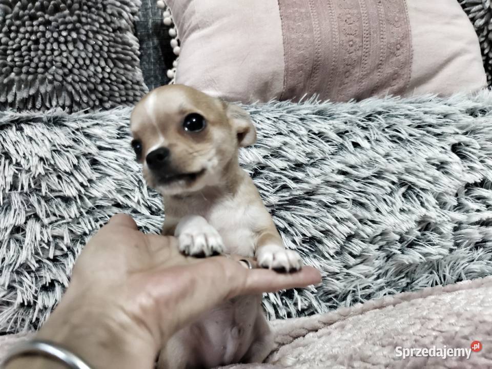 *** BEŻOWY Cudny Chihuahua *** Gotowy do odbioru ***