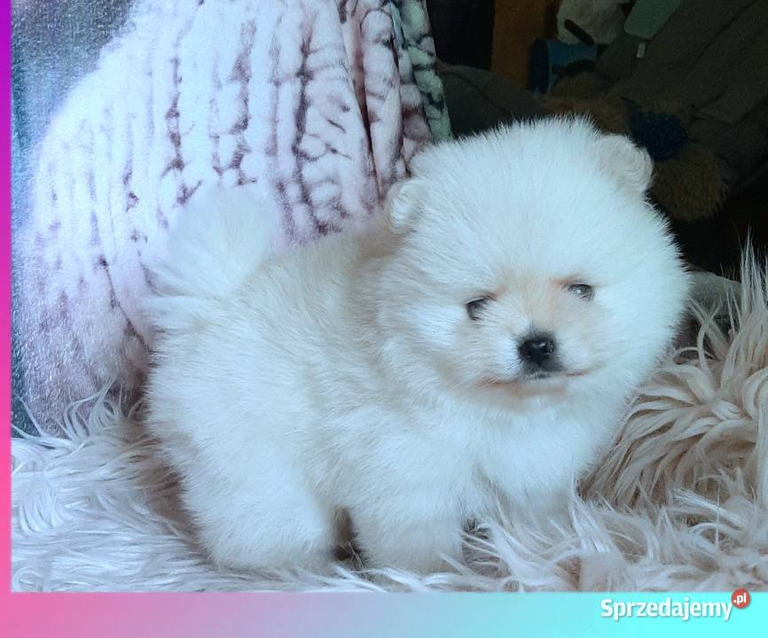 Szpic miniaturowy pomeranian rewelacyjny piesek Pabianice