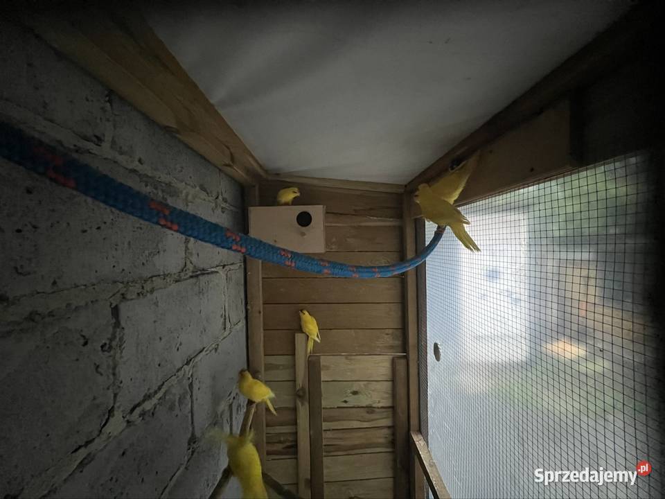 Papugi wielkopolskie Stobno Siódme