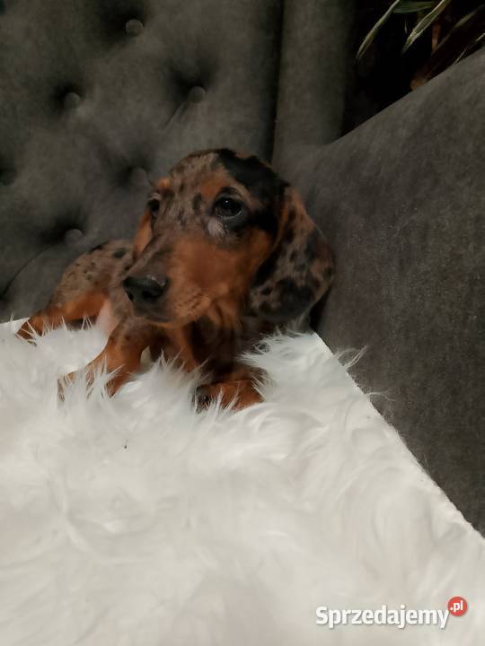 Jamnik merle piesek Żyrardów