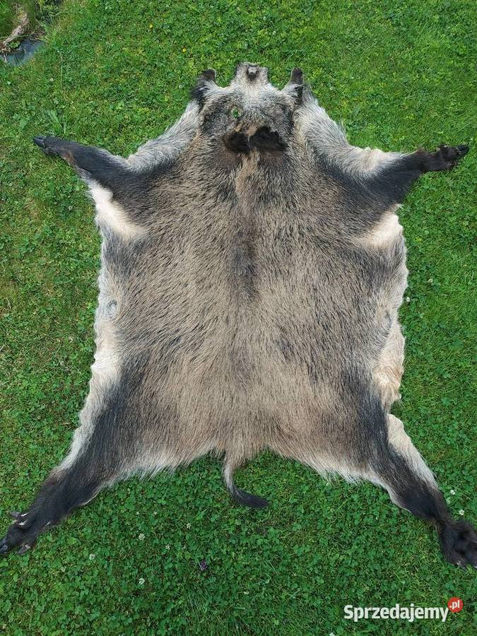 Dzik Skóra z Dzika Dekoracyjna Trofeum Skóry z małopolskie Szaflary