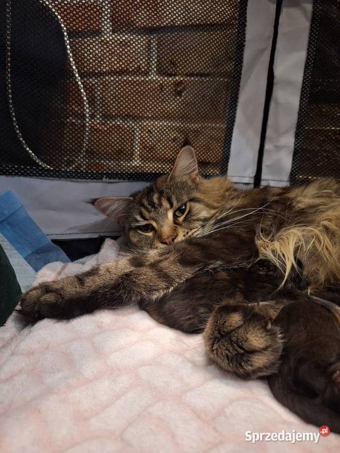 Kotek main coon z rodowodem śląskie Zabrze sprzedam