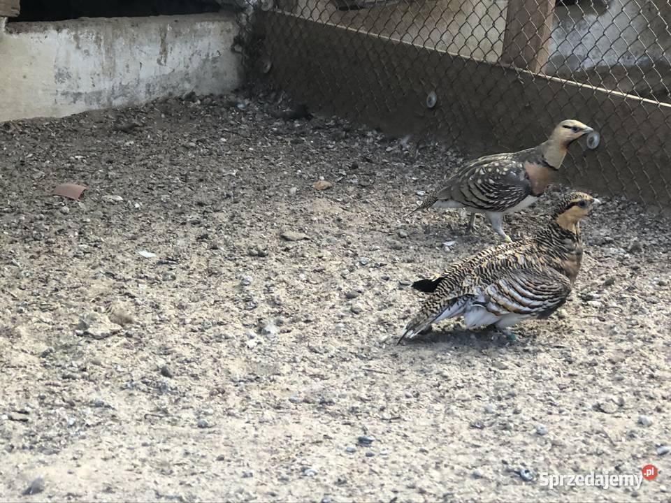 Stepówka białobrzucha dorosła para i samica