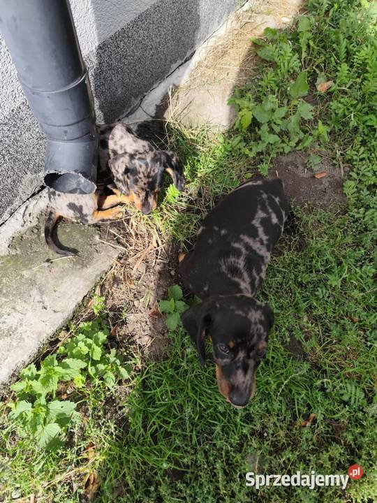 Jamnik krótkowłosy merle Ciechanów