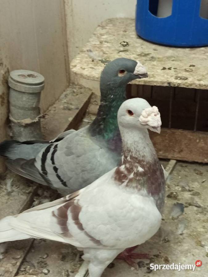 Niemieckie wystawowe garbonosy Środa Wielkopolska