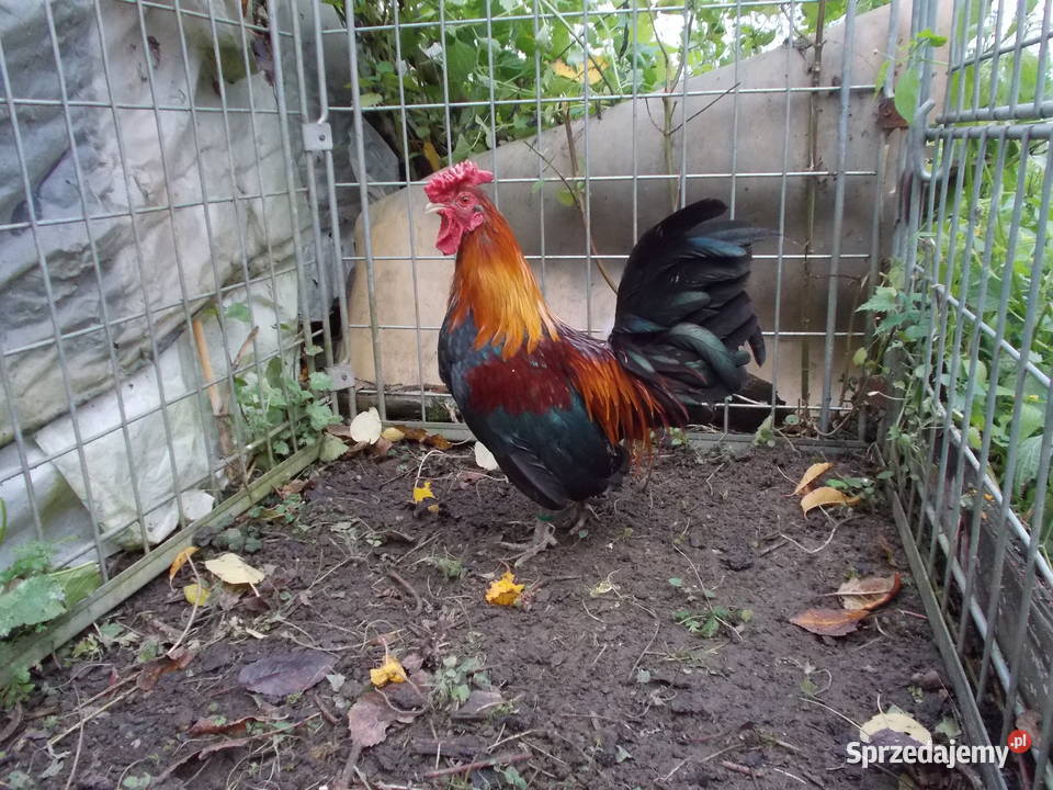 Liliputki złociste różyczkowe para kogut kura