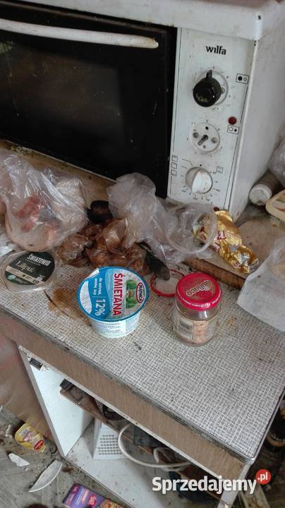 Odgrzybianie ścian i usuwanie bakterii w Toruń