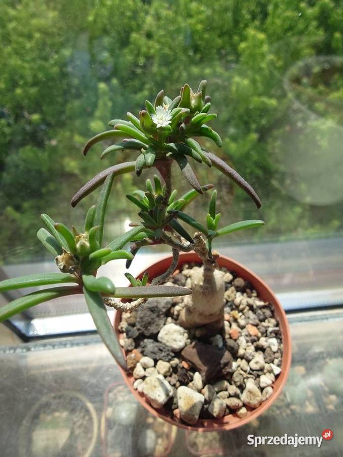 Delosperma bosseranum 10 lat sukulent kolekcja Warszawa sprzedam