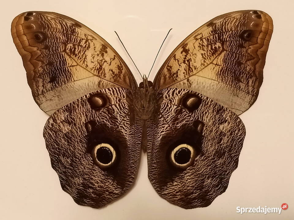 Motyl w ramce 18 x16 Caligo memnon 125 mm zachodniopomorskie Szczecin