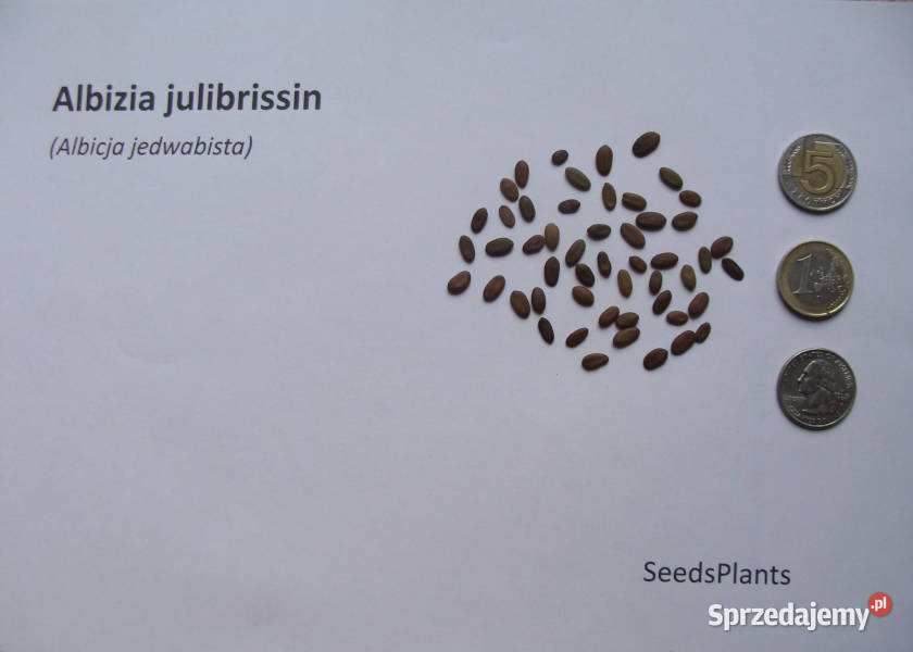 ALBICJA Albizia julibrissin NASIONA 230 sztuk kujawsko-pomorskie