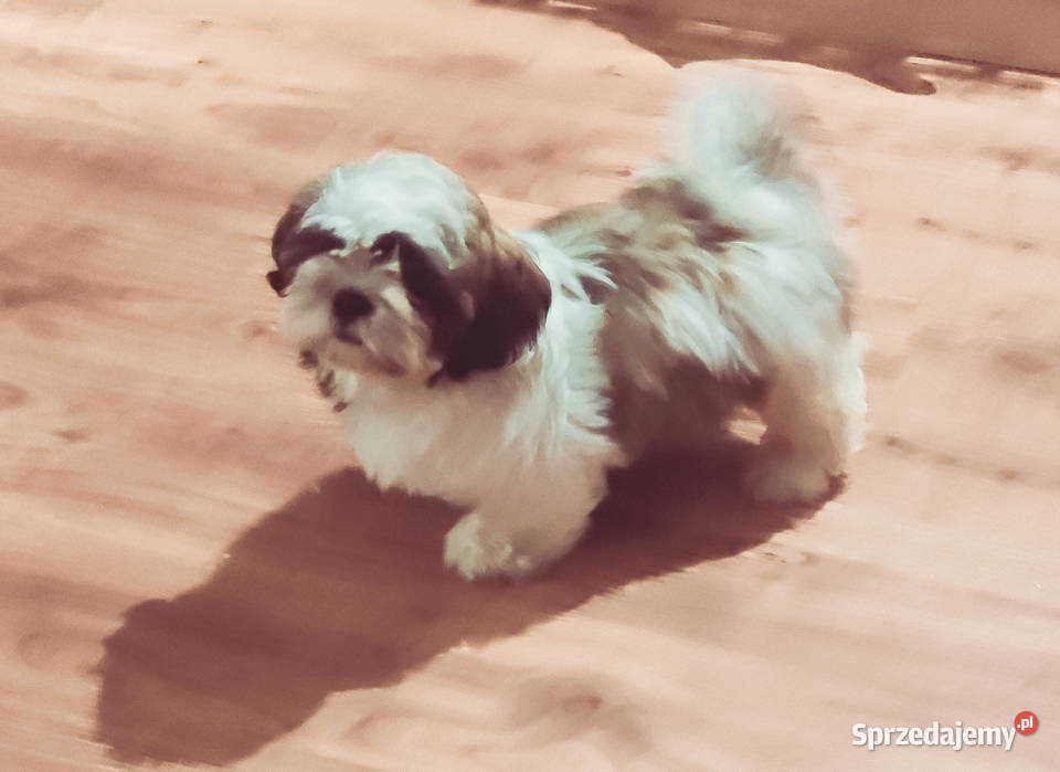Shih Tzu FCi sprzedam