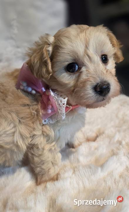 Maltipoo suczka Zawiercie