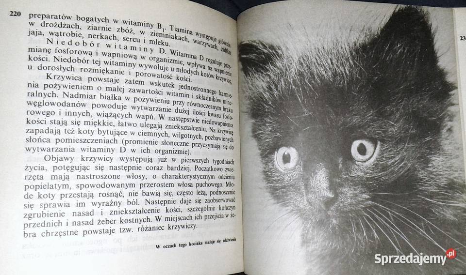 Koty Aleksandra KonarskaSzubska Rok wydania 1986 Chełm