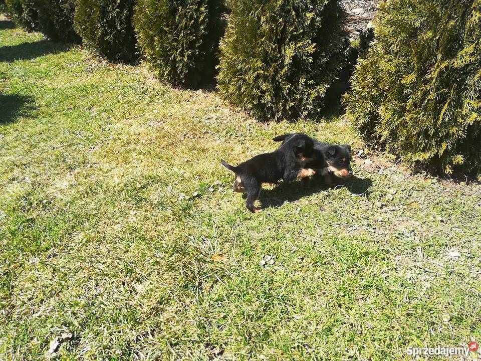 terier niemiecki myśliwski Ciężkowice sprzedam