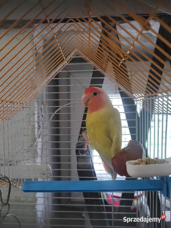 Nierozłączka samiczka Tarnów sprzedam