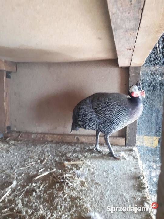 Samiec perliczka Koło