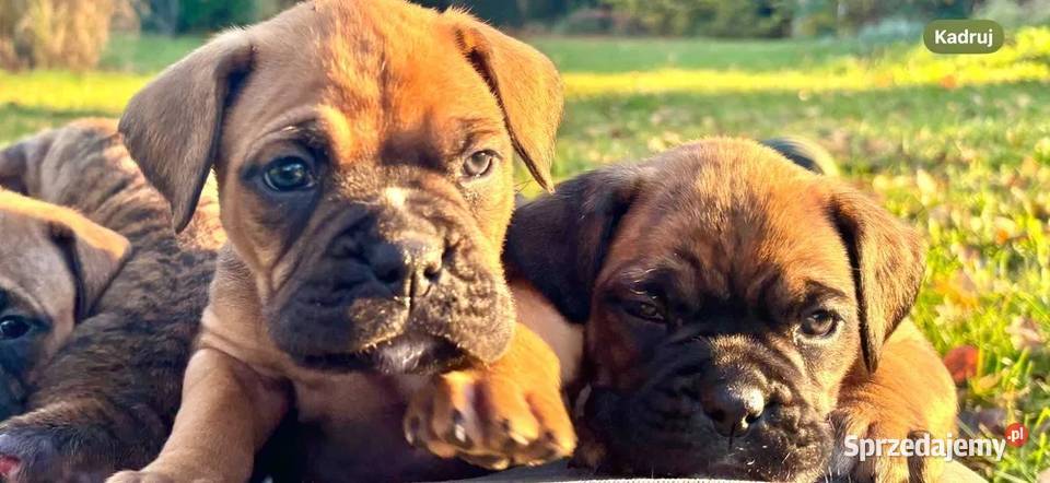 Urocze szczeniaki rasy bokser Przytoczno sprzedam