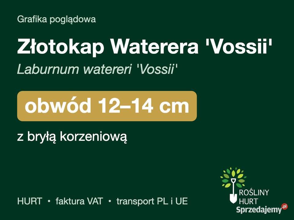 Złotokap Waterera Vossii obwód 1214 z bryłą HURT
