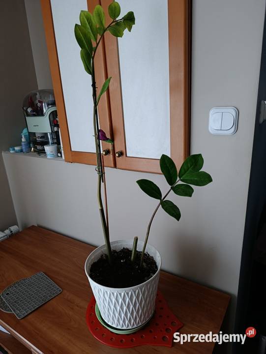 zamiokulkas zamiolistny sprzedam sprzedam