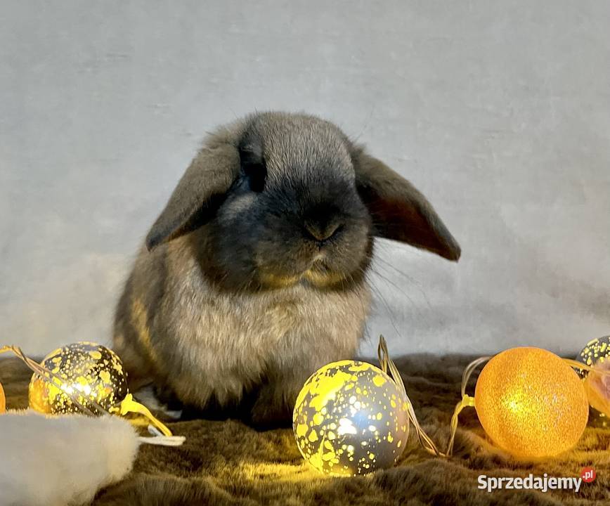Króliczki mini lop mazowieckie Chynów